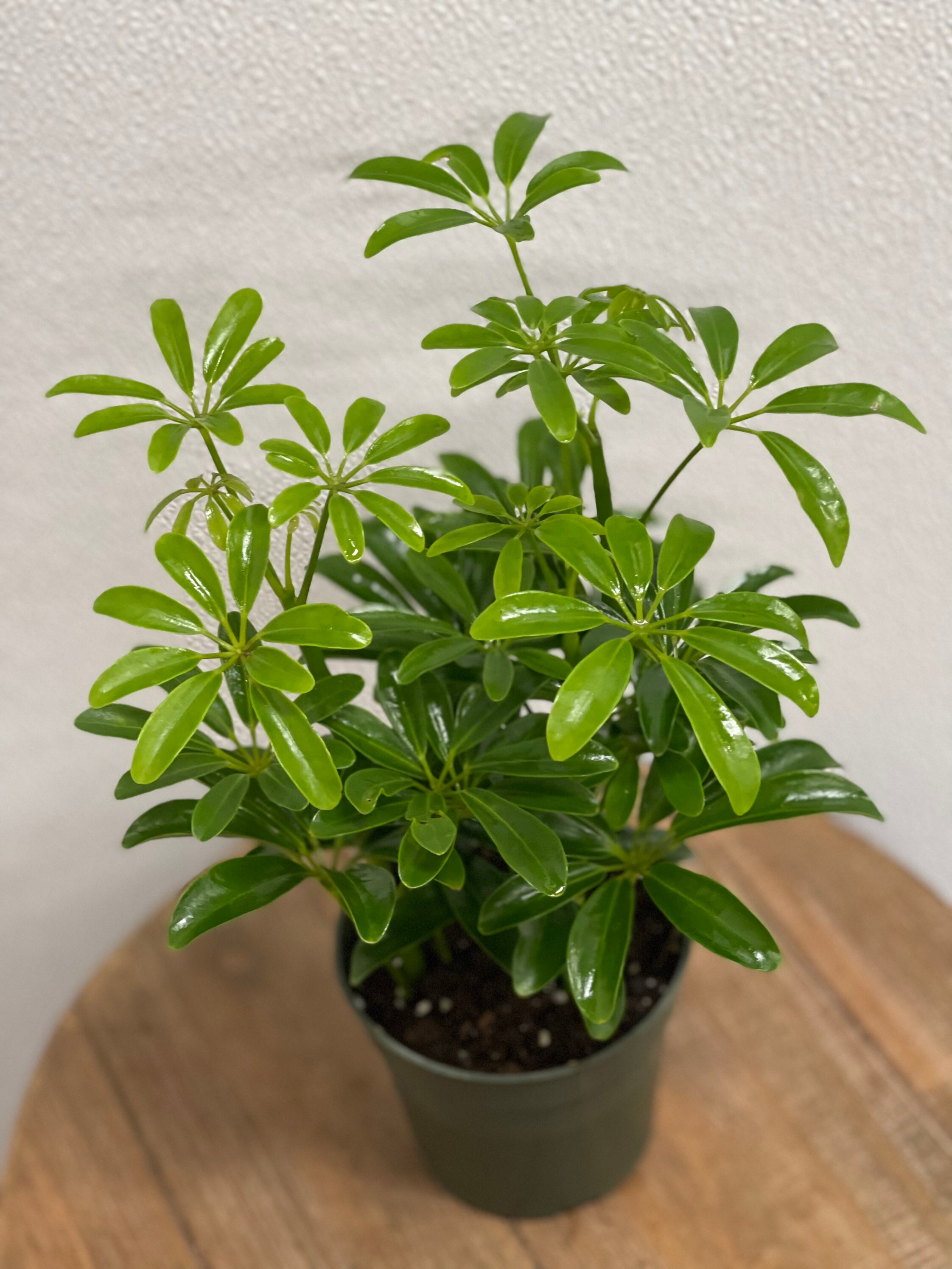 LIVE Arboricola Hawaiian Schefflera Plant ARB Plant Indoor Etsy