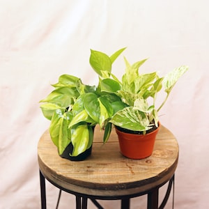 May include: Two potted plants on a wooden table. The plant on the left has green leaves with yellow variegation. The plant on the right has green leaves with white variegation. Both plants are in brown pots.