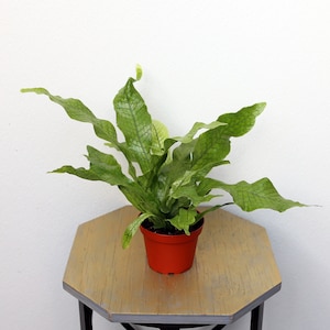 May include: A green and white variegated bird's nest fern in a red plastic pot. The fern is sitting on a light brown wooden table.