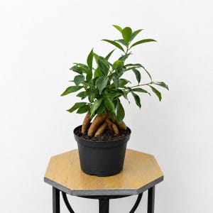 May include: A small bonsai tree with vibrant green leaves and exposed brown roots. The plant is potted in a black plastic pot and sits on a small, octagonal wooden table with a black metal frame. The background is a plain white wall.