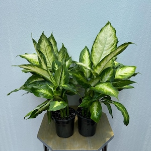 May include: Two potted green and white variegated plants with large, pointed leaves. The plants are in black plastic pots and are sitting on a wooden table.