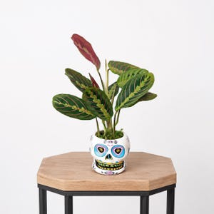 LIVE 4 inch funky ceramic skull Red Maranta Herringbone Prayer Plant, Indoor potted plant, Funny best friend gift, Housewarming gift