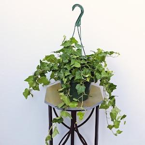 LIVE 8 inch hanging basket Ivy Plant Hedera Helix, Birthday gift, Office gift plant, Christmas gift, Fatehr's day gift, Trailing houseplant