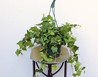 LIVE 8 inch hanging basket Ivy Plant Hedera Helix, Birthday gift, Office gift plant, Christmas gift, Fatehr's day gift, Trailing houseplant