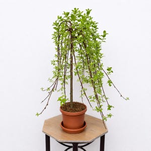 May include: A small weeping tree in a terracotta pot sits on a wooden table. The tree has a slender trunk and long, cascading branches with vibrant green leaves. The pot is round with a matching saucer.