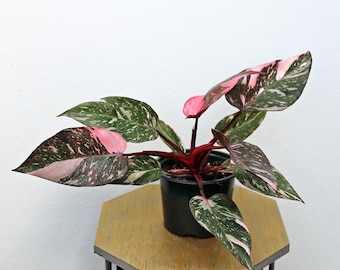 LIVE 6 inch Philodendron Pink Princess, RARE variegated houseplant, Mom birthday gift, Boss Christmas gift, Plant lover gift, FREE shipping