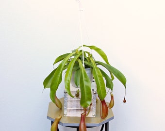 LIVE 6 inch hanging basket Pitcher Plant, Rare houseplant, Thank you gift, Birthday gift, Housewarming gift, Plant lover gift, Sympathy gift