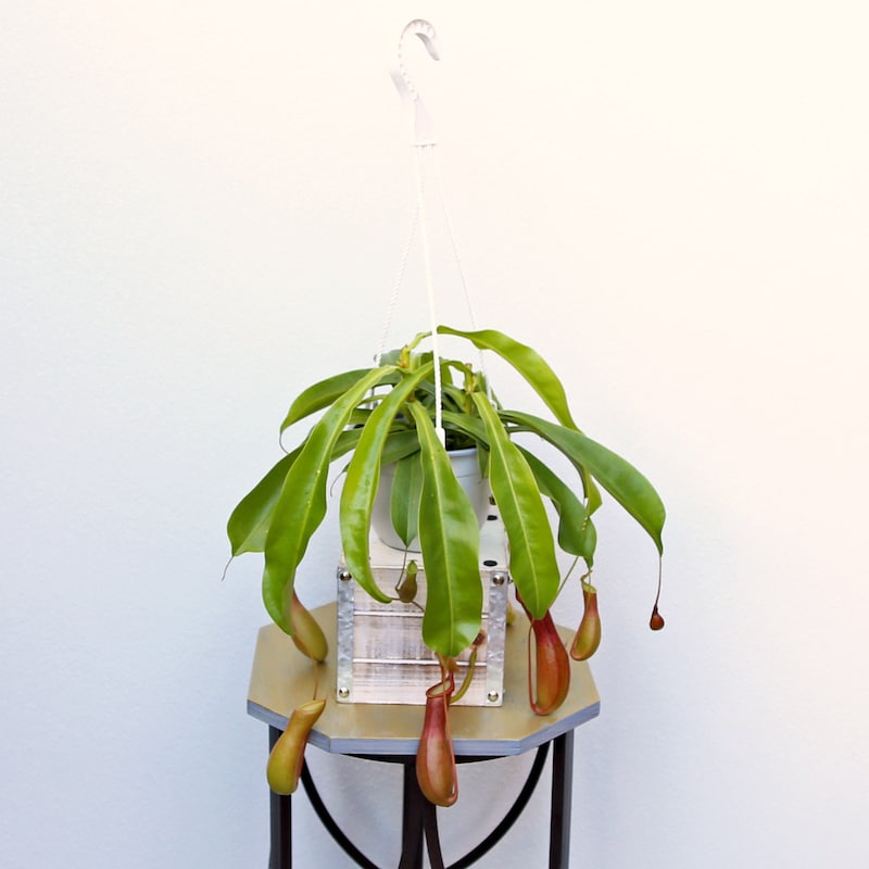 Houseplants Get Well - Etsy