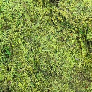 LIVE MOSS Green  Sheet 1/2 pound moss preserved long term moss ideal for plant arrangements