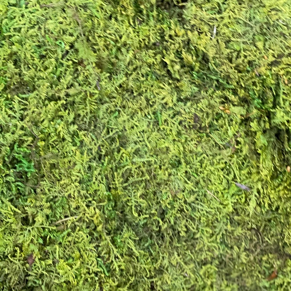 LIVE MOSS Green  Sheet 1/2 pound moss preserved long term moss ideal for plant arrangements