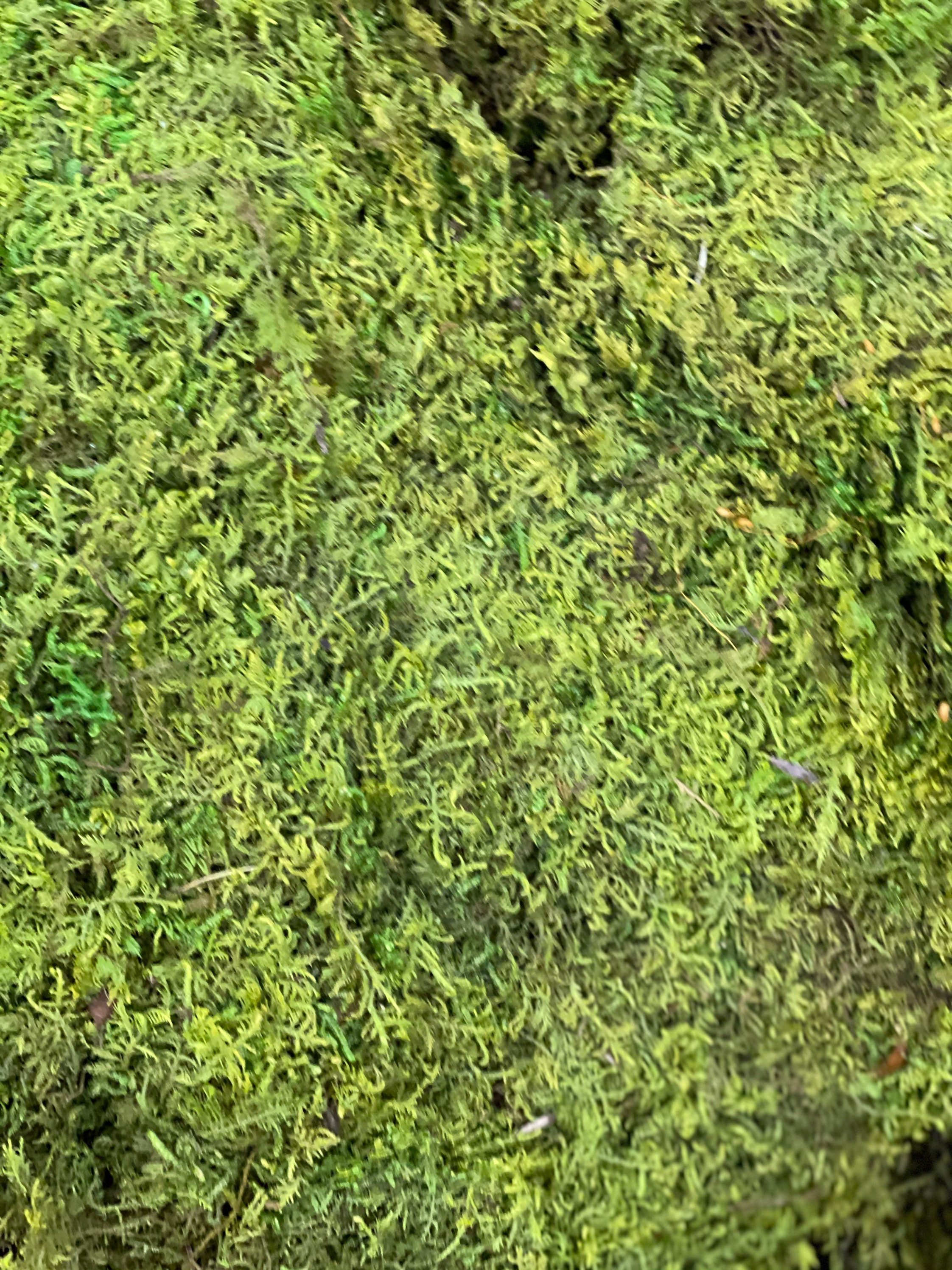 LIVE MOSS Green Sheet moss preserved long term moss ideal for Etsy