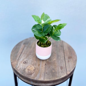 May include: A small green plant in a pink and white ceramic pot, sitting on a wooden table.