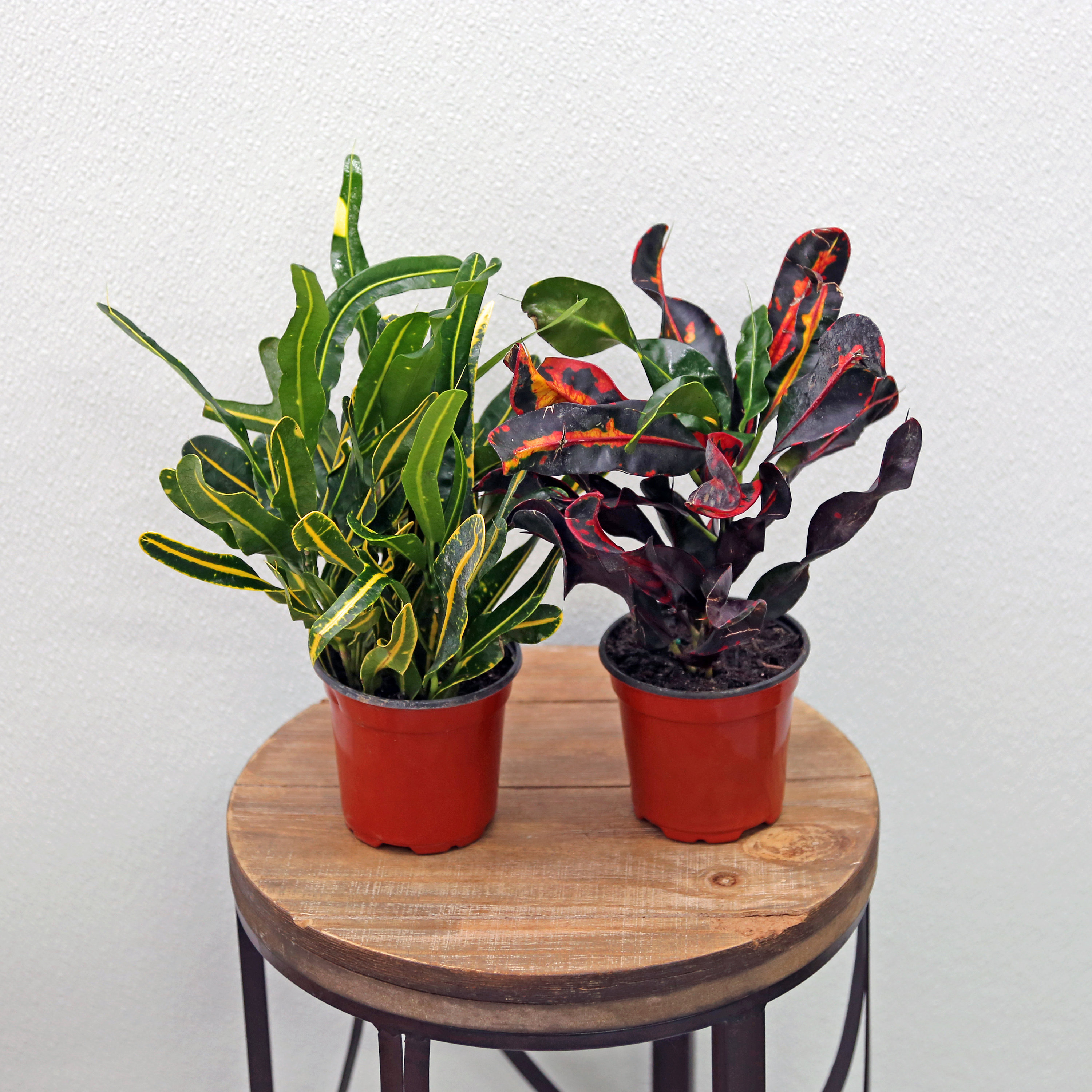 ficus potted plant Tarso Artificial Ficus Potted Plant 6'