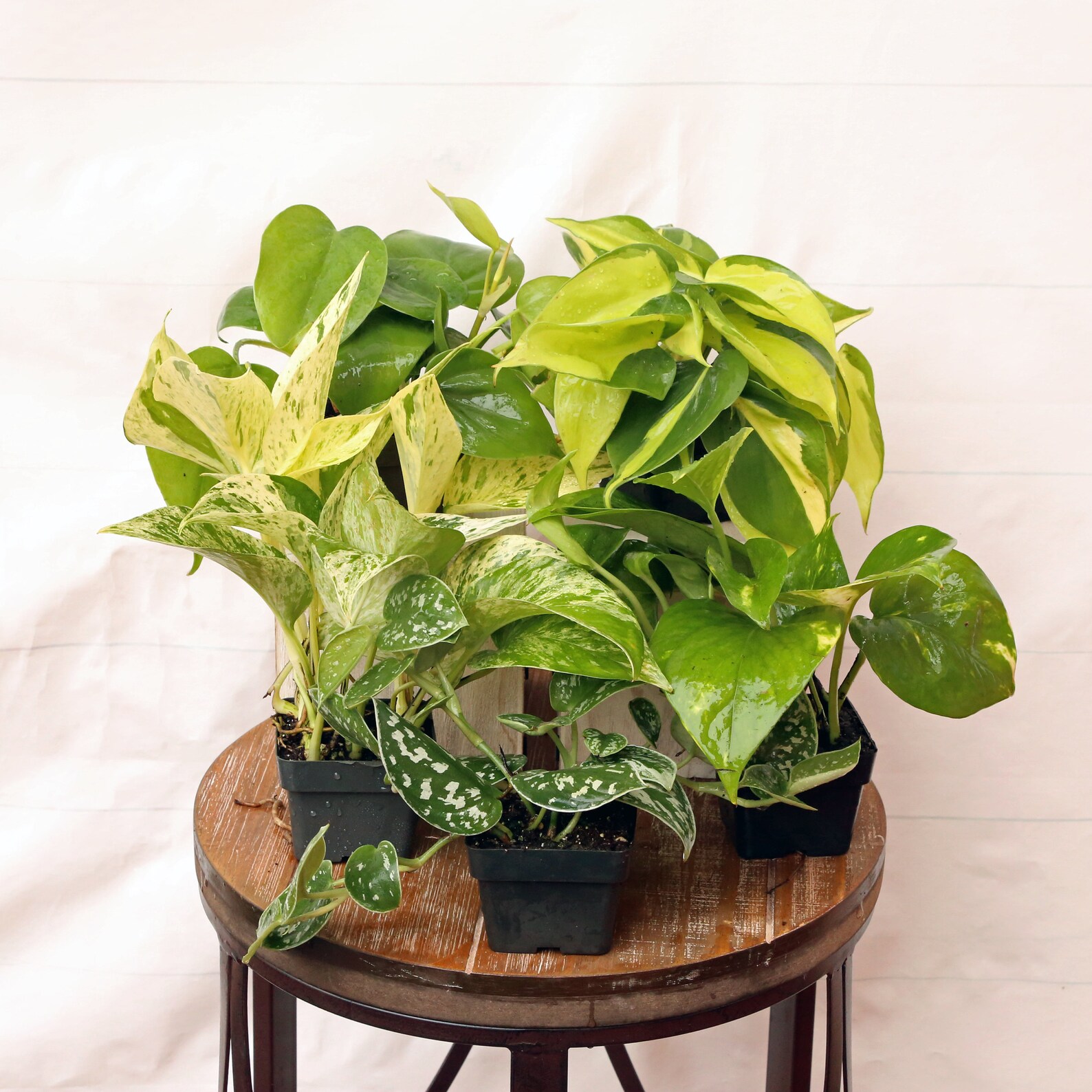 LIVE 5 Plants Philodendron &amp; Pothos Collection Silver