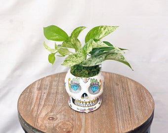 LIVE 4 inch funky ceramic skull Marble Queen Pothos, Variegated indoor trailing potted plant, Funny doctor gift, Best friend Christmas gift