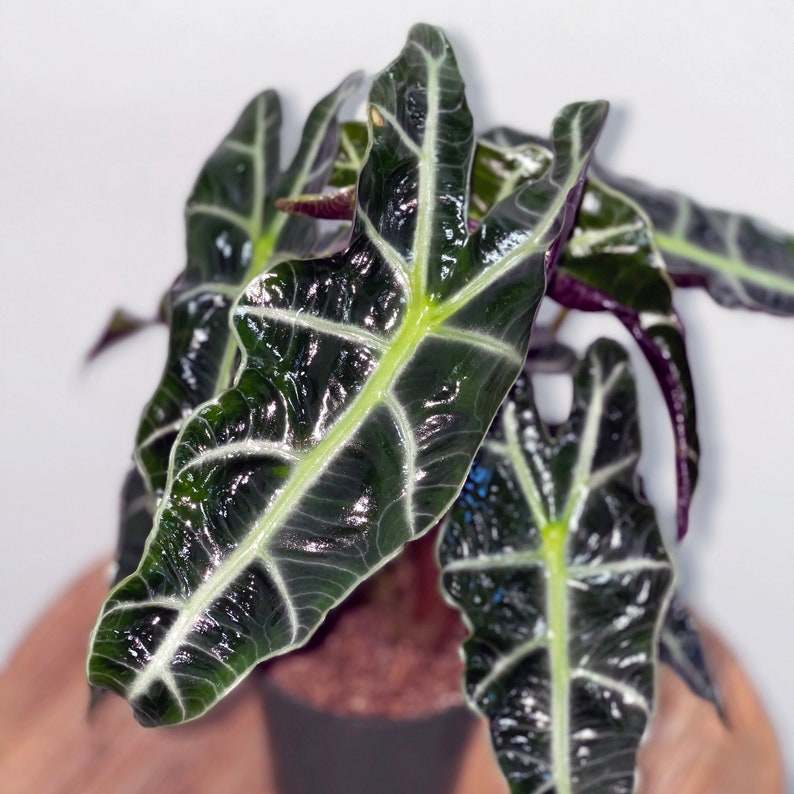 Alocasia Polly
