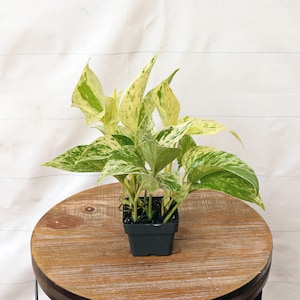 LIVE 3 inch pot Marble Queen Pothos, Small variegated plant, Gardening gift for women, Thank you gift for teacher, Plant mom dad gift