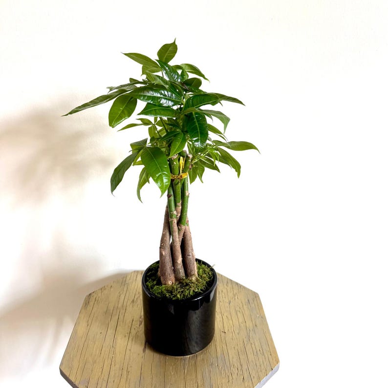 FloridaPlantsGardens Money Tree Pachira Aquatica - Thumbnail 2