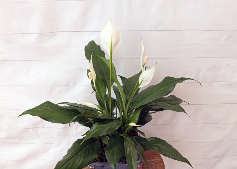 LIVE 6 inch wooden pot Spathiphyllum Peace Lily, Blooming houseplant, Wedding decor, Housewarming couples gift, Birthday gift for girlfriend image 6