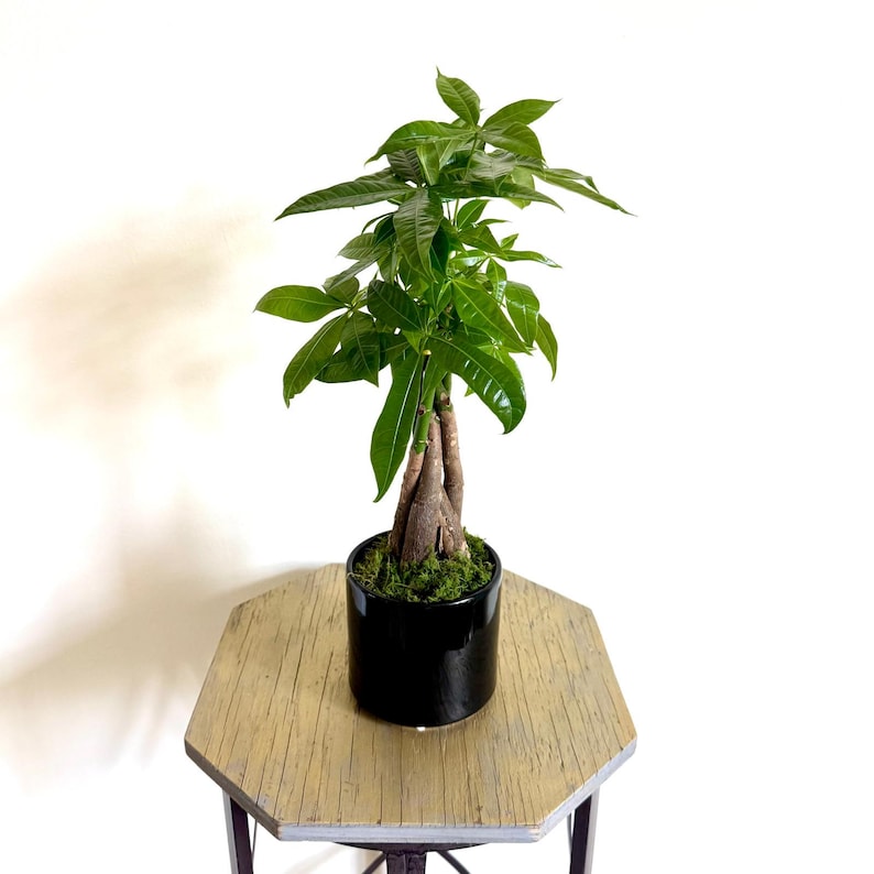 FloridaPlantsGardens Money Tree Pachira Aquatica - Thumbnail 3