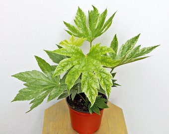LIVE 6 inch pot Fatsia Japonica, Japanese Aralia, Florinda Plant, Rare houseplant, Housewarming gift, Sympathy gift, Thank you gift