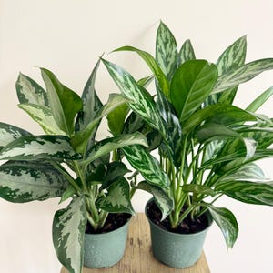 May include: Two potted Aglaonema plants with lush green and silver variegated leaves. The plants are in matching green pots, set against a neutral background. The leaves have a striking pattern, adding visual interest to the indoor plants.