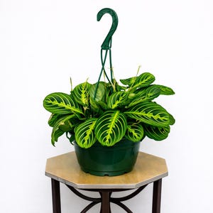 May include: A potted Maranta leuconeura plant, also known as a prayer plant, in a dark green plastic pot. The plant has large, oval-shaped green leaves with yellow and light green veining. The pot is suspended by a green plastic hanger.