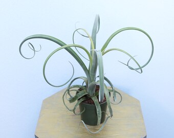 LIVE 4 inch pot Tillandsia Curly Slim, Succulent plant, Plant lover birthday gift, Rare houseplant, Mother's day gift, Indoor potted plant