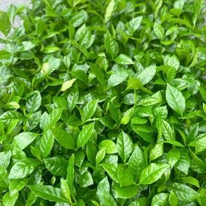 May include: A close-up image of a lush green plant with small, oval-shaped leaves. The leaves are densely packed together, creating a textured and vibrant green surface.