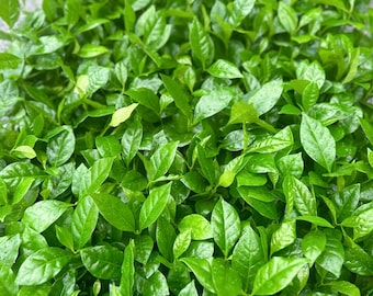 May include: A close-up image of a lush green plant with small, oval-shaped leaves. The leaves are densely packed together, creating a textured and vibrant green surface.