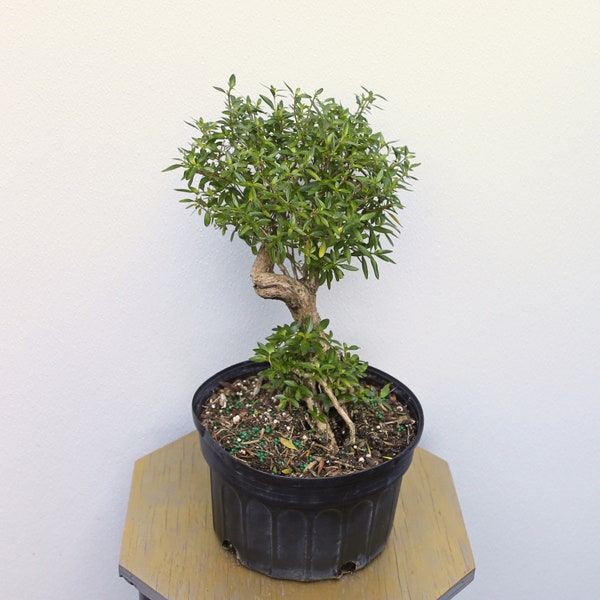 LIVE 8 inch pot Serissa Bonsai, Snowrose, Tree of Thousand Stars, Japanese Boxthorn, RARE houseplant, Indoor potted plant, Plant lover gift