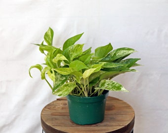 LIVE 6 inch pot Marble Queen Pothos, Indoor potted trailing plant, Teacher gift Christmas, Special gift for mom, Anniversary gift for him