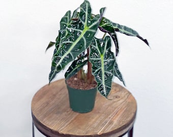LIVE 4 inch pot Alocasia Polly, Indoor potted plant, Math teacher gift, Mom birthday gift, Father Christmas gift, Housewarming gift for him