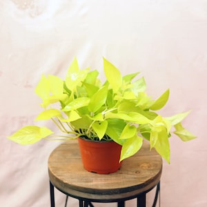 LIVE 6 inch pot Neon Pothos Epipremnum, Indoor potted plant, Housewarming gift, Plant lover gift, Christmas office gift, Baseball coach gift