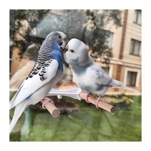 Puede incluir: Dos periquitos, uno azul y blanco y otro gris y blanco, están posados en una percha de madera y se miran. Los periquitos se tocan el pico, como si se besaran.