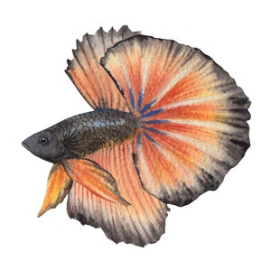 ベタ魚またはシャムファイティングシャムファイティングフィッシュ水彩画、水彩画プリント、すぐに使えるPNG、