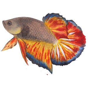ベタ魚またはシャムファイティングシャムファイティングフィッシュ水彩画、水彩画プリント、すぐに使えるPNG、
