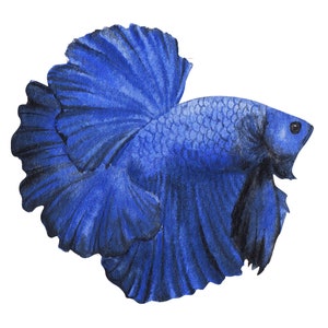ベタ魚またはシャムファイティングシャムファイティングフィッシュ水彩画、水彩画プリント、すぐに使えるPNG、
