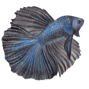 ベタ魚またはシャムファイティングシャムファイティングフィッシュ水彩画、水彩画プリント、すぐに使えるPNG、