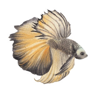 ベタ魚またはシャムファイティングシャムファイティングフィッシュ水彩画、水彩画プリント、すぐに使えるPNG、