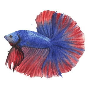 ベタ魚またはシャムファイティングシャムファイティングフィッシュ水彩画、水彩画プリント、すぐに使えるPNG、