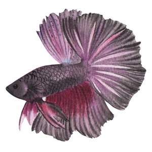 ベタ魚またはシャムファイティングシャムファイティングフィッシュ水彩画、水彩画プリント、すぐに使えるPNG、