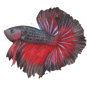 ベタ魚またはシャムファイティングシャムファイティングフィッシュ水彩画、水彩画プリント、すぐに使えるPNG、