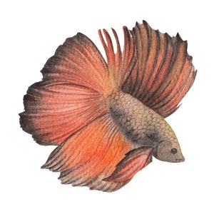ベタ魚またはシャムファイティングシャムファイティングフィッシュ水彩画、水彩画プリント、すぐに使えるPNG、
