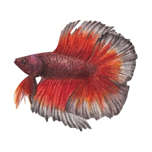 ベタ魚またはシャムファイティングシャムファイティングフィッシュ水彩画、水彩画プリント、すぐに使えるPNG、