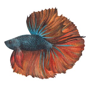 ベタ魚またはシャムファイティングシャムファイティングフィッシュ水彩画、水彩画プリント、すぐに使えるPNG、