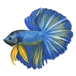 ベタ魚またはシャムファイティングシャムファイティングフィッシュ水彩画、水彩画プリント、すぐに使えるPNG、