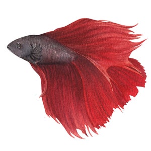 ベタ魚またはシャムファイティングシャムファイティングフィッシュ水彩画、水彩画プリント、すぐに使えるPNG、