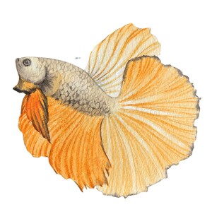 ベタ魚またはシャムファイティングシャムファイティングフィッシュ水彩画、水彩画プリント、すぐに使えるPNG、