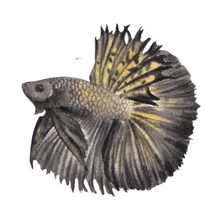 ベタ魚またはシャムファイティングシャムファイティングフィッシュ水彩画、水彩画プリント、すぐに使えるPNG、